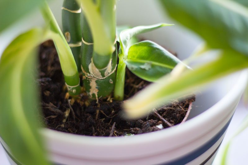 prickblad green magic med bebis