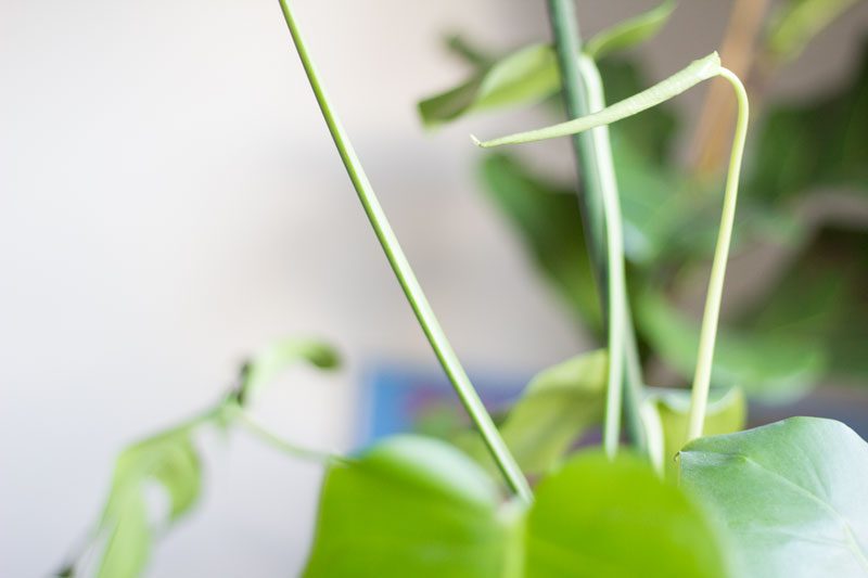 monstera deliciosa med nytt blad