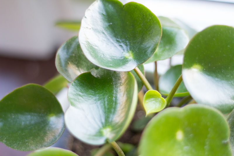 peperomia rain drop med nytt bebisblad