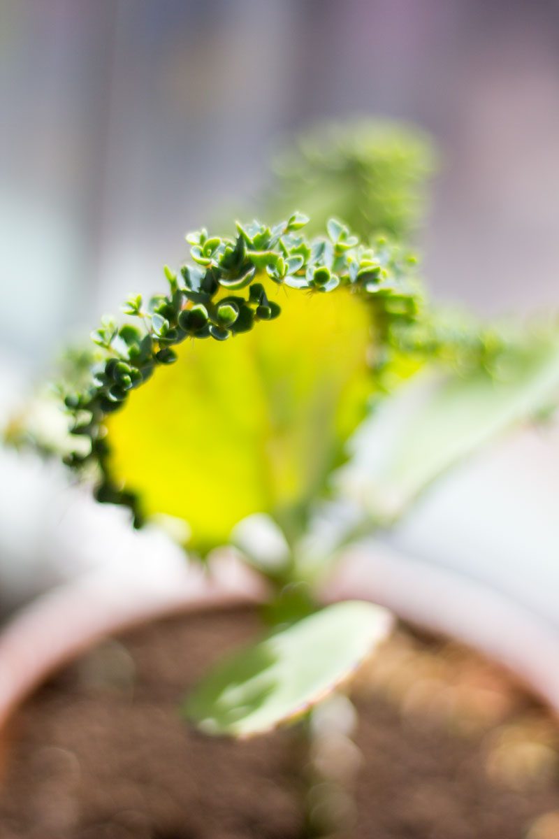 tusenmoder kalanchoe daigremontiana