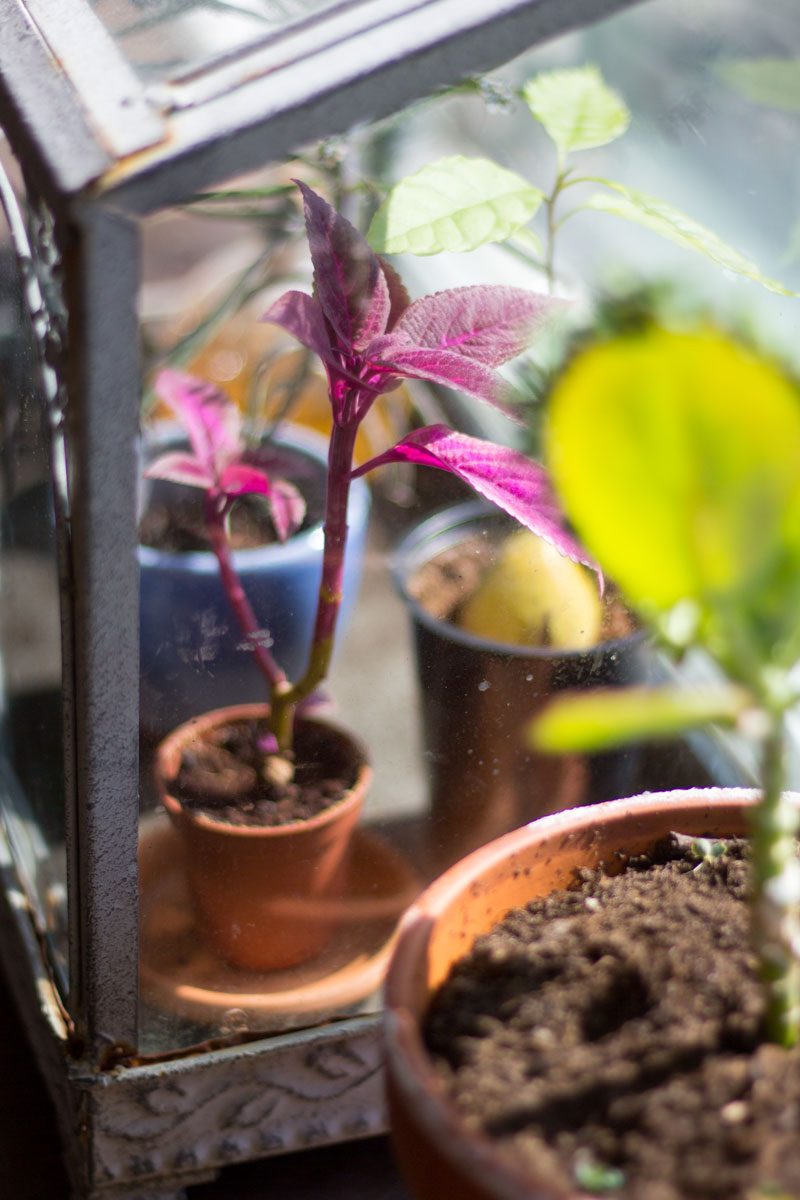 palettblad avokado kalanchoe daigremontiana kalanchoe tubiflora coleus