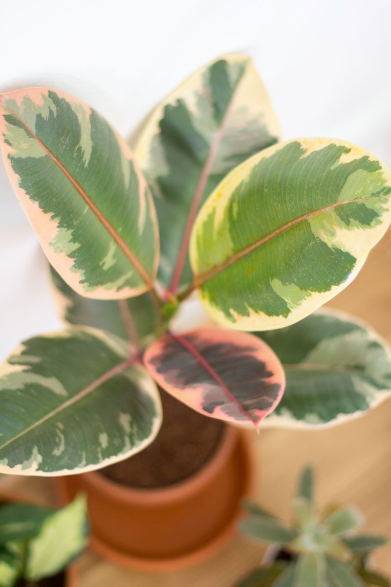 ficus robusta belize fönsterfikus