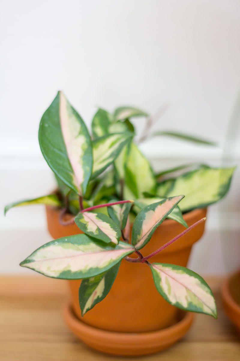 hoya carnosa crimson queen porslinsblomma