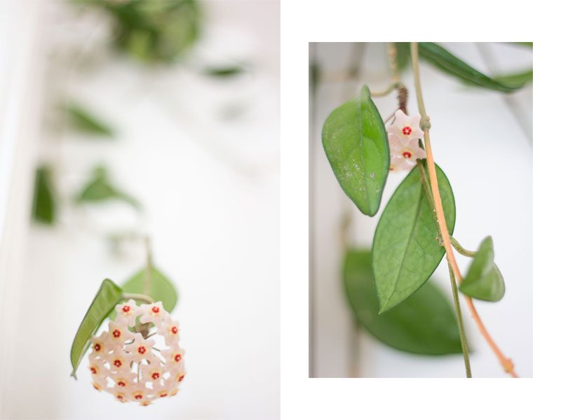 hoya carnosa blommar flowering